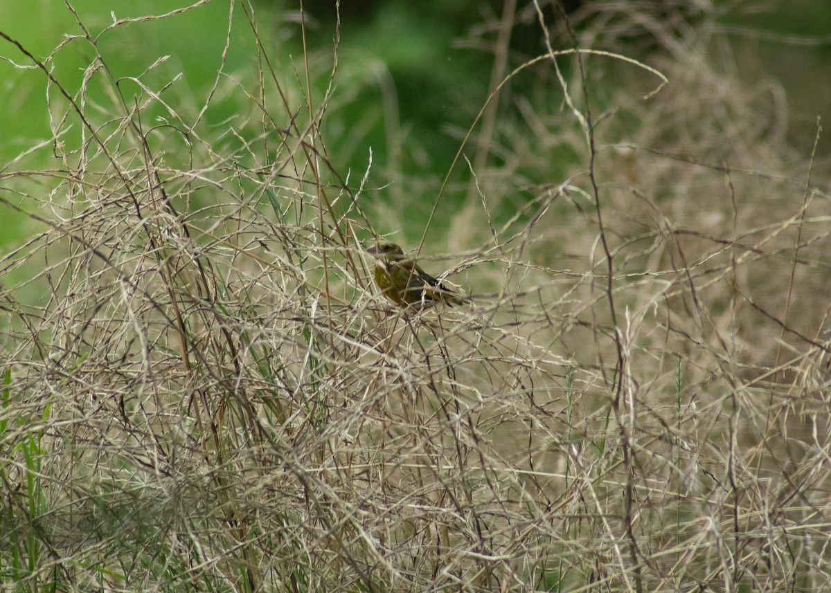 European Greenfinch - ML646594301