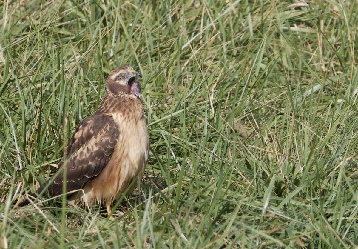 Американский лунь - ML646594308