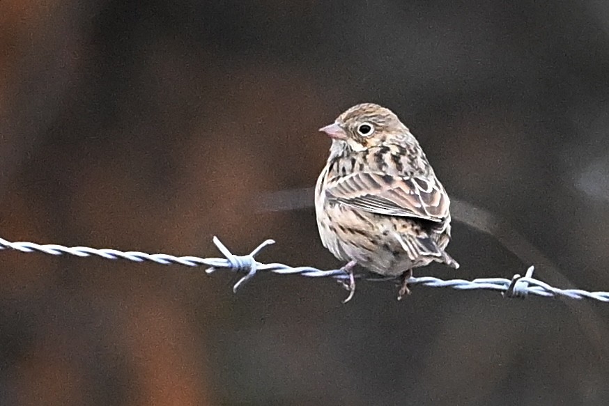 Vesper Sparrow - ML646594309