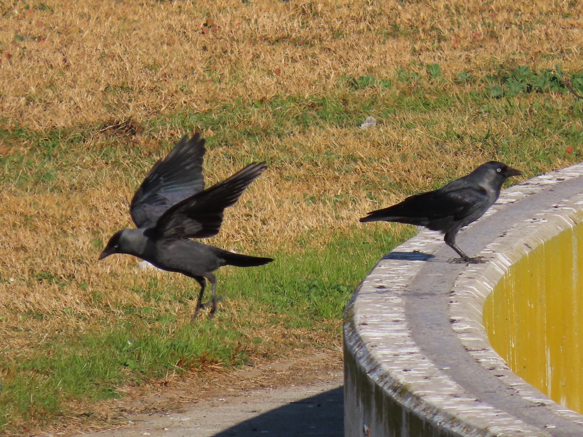 Eurasian Jackdaw - ML646594310