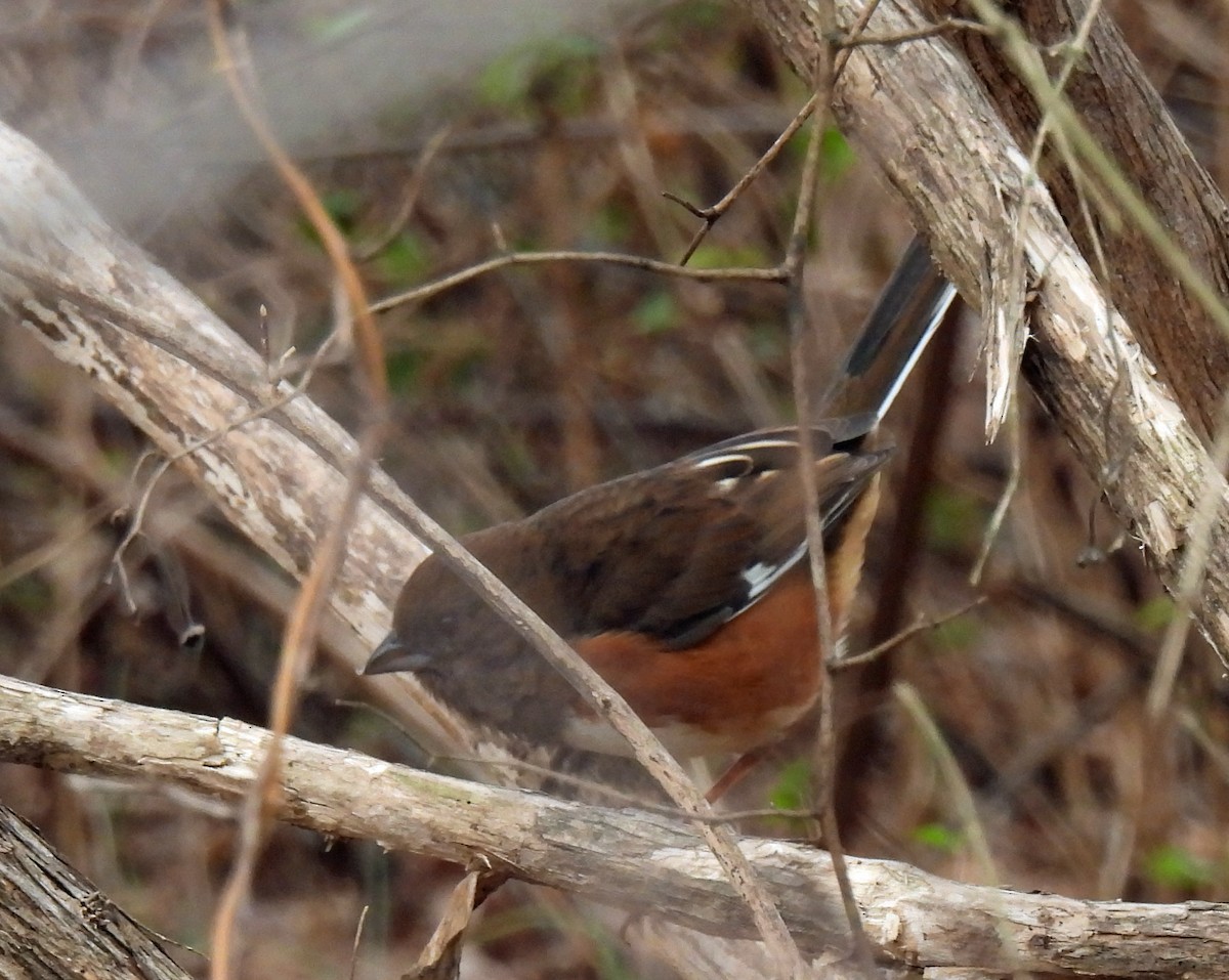 Tohi à flancs roux - ML646594311
