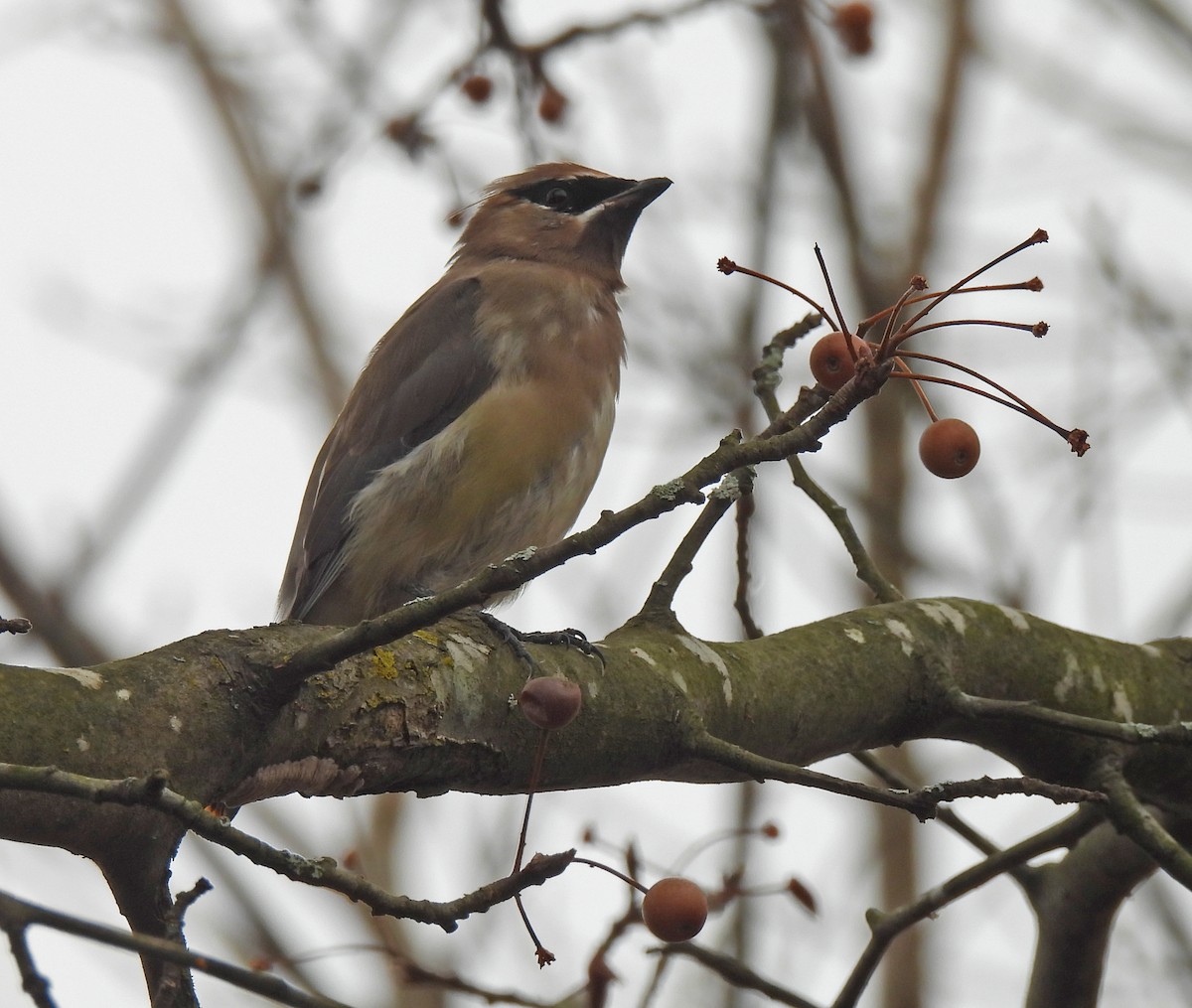 Jaseur d'Amérique - ML646594314