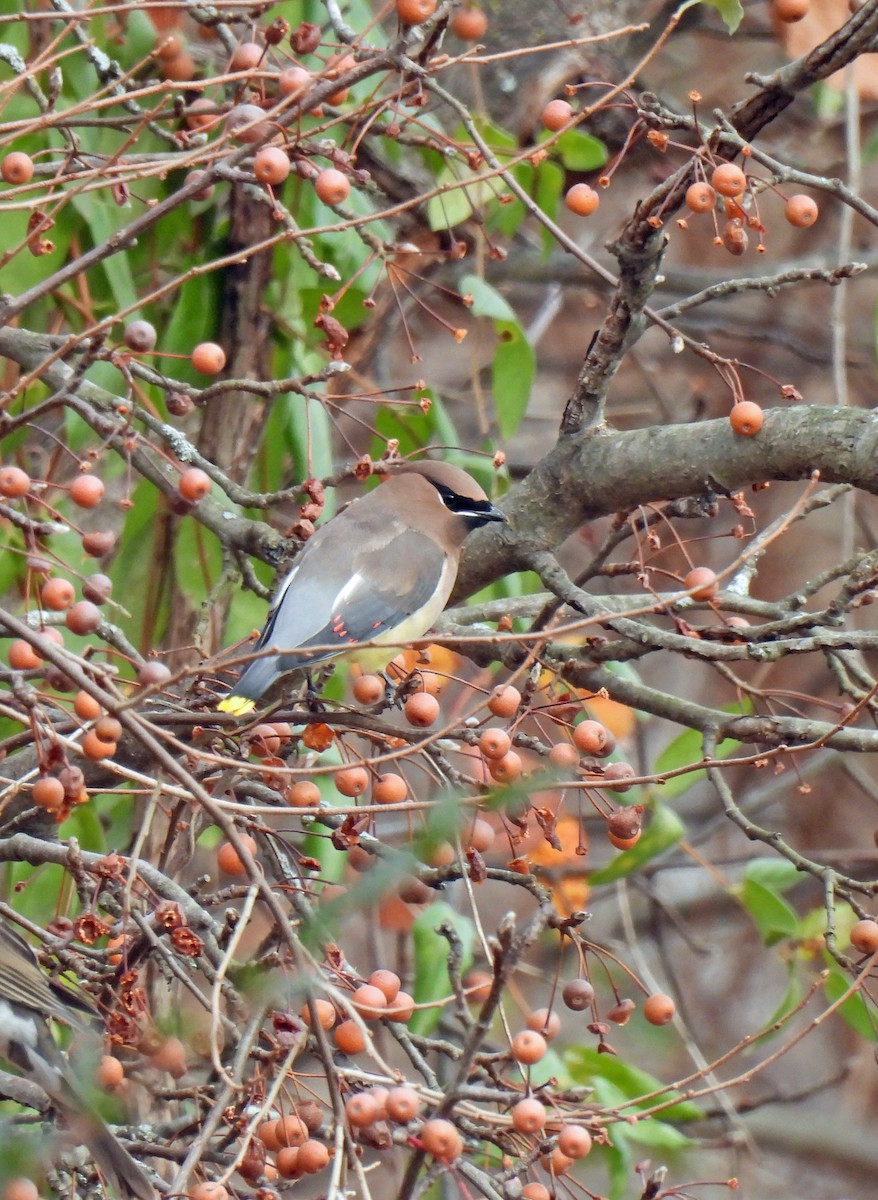 Jaseur d'Amérique - ML646594315