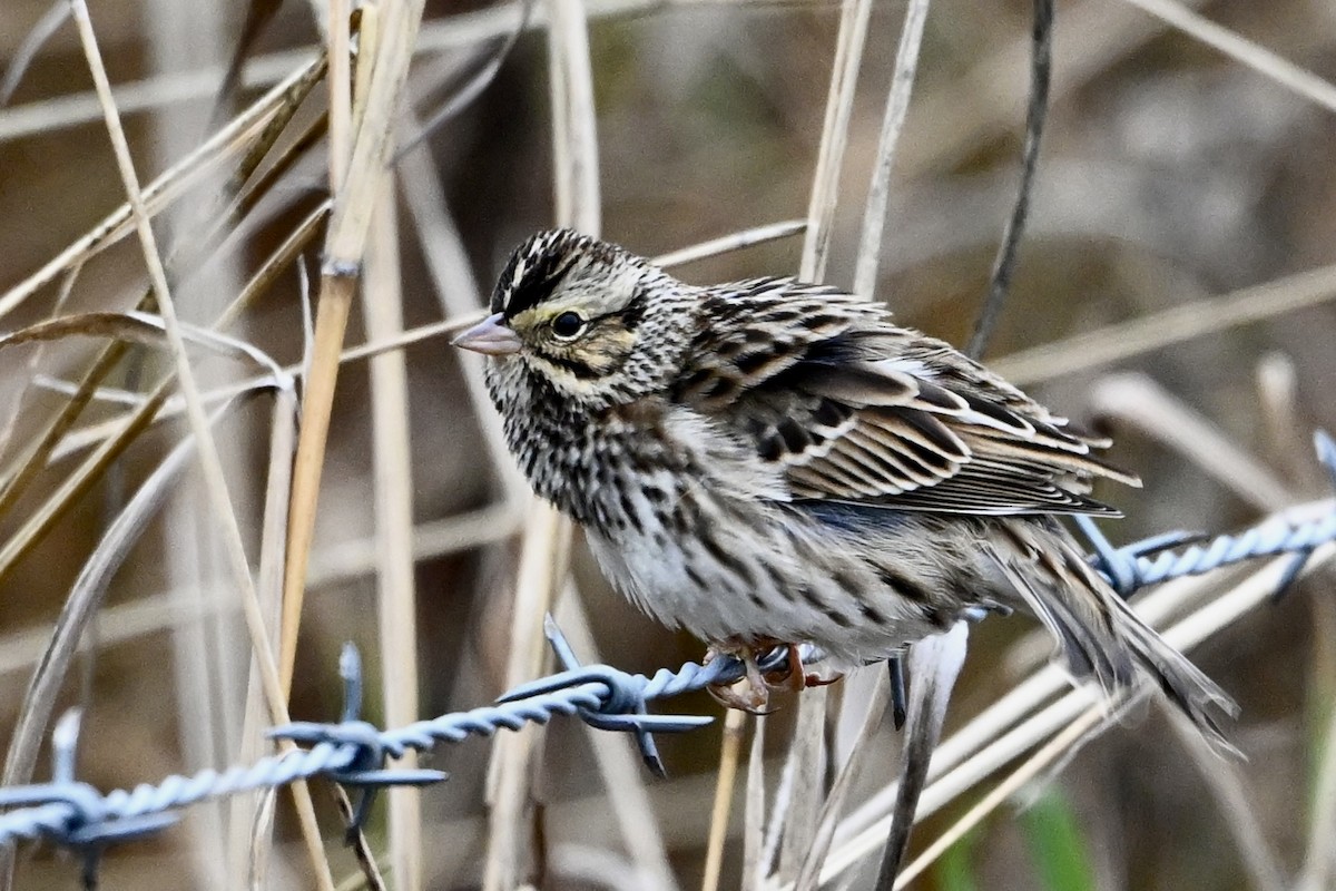 Savannah Sparrow - ML646594316