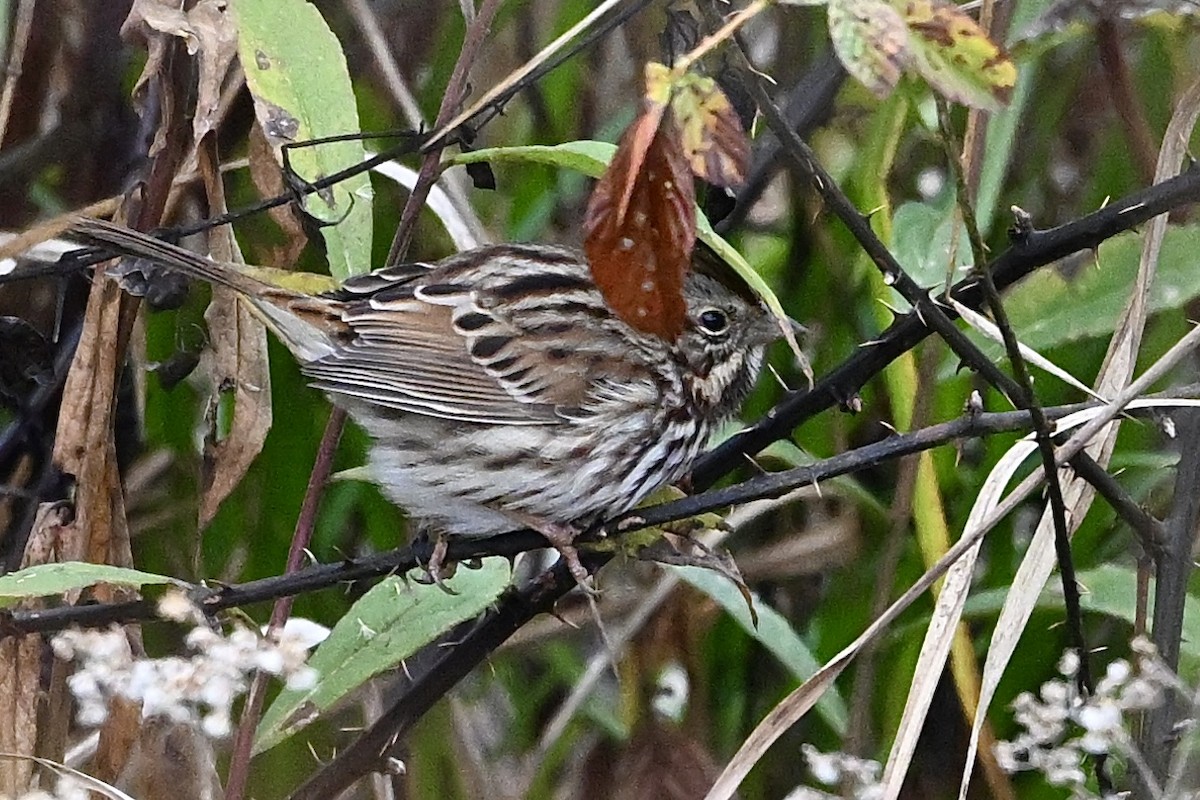 strnadec zpěvný - ML646594319