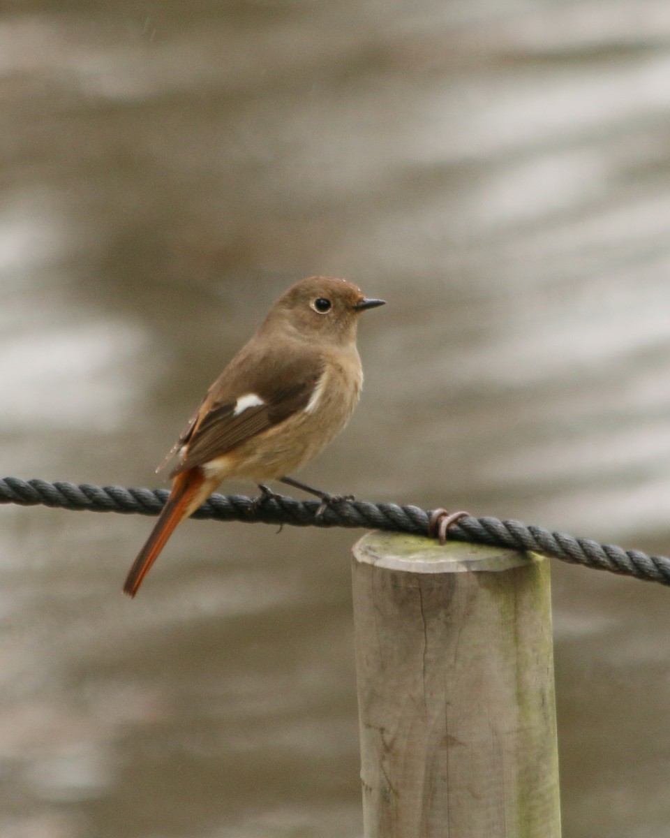 黃尾鴝 - ML646594321