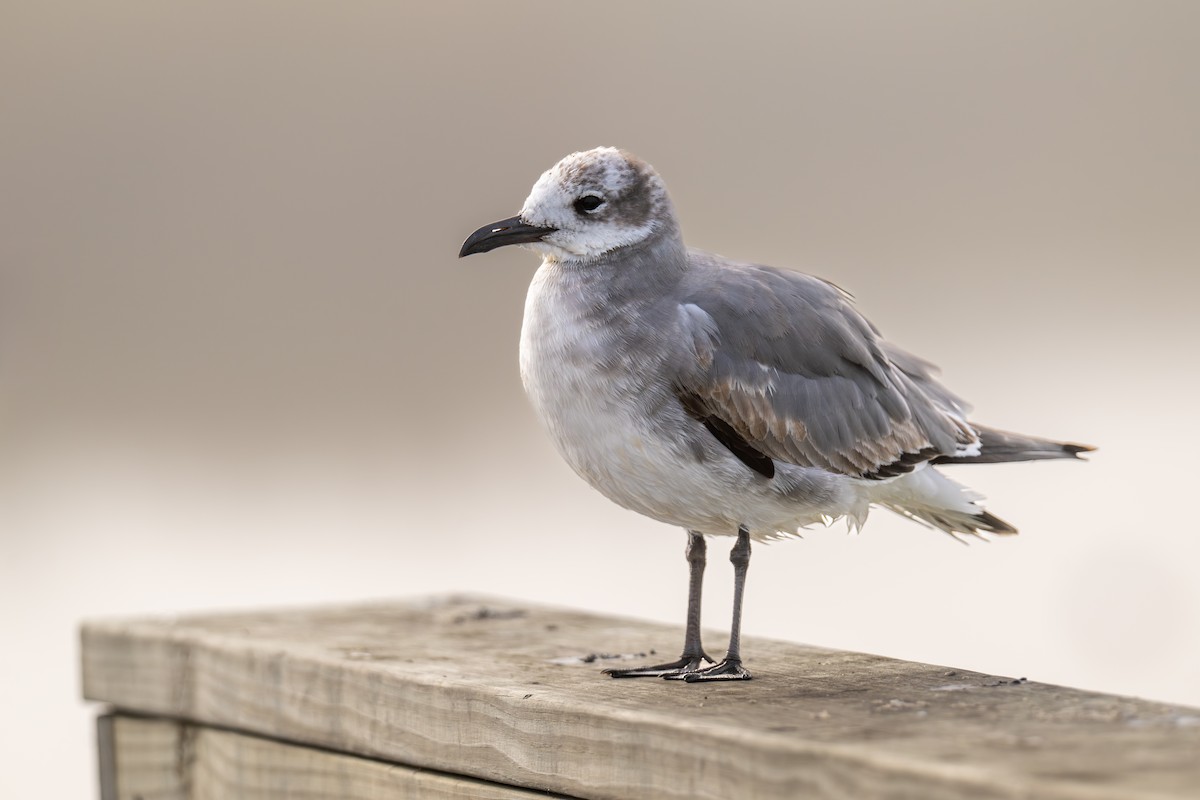 Ацтекская чайка - ML646594323