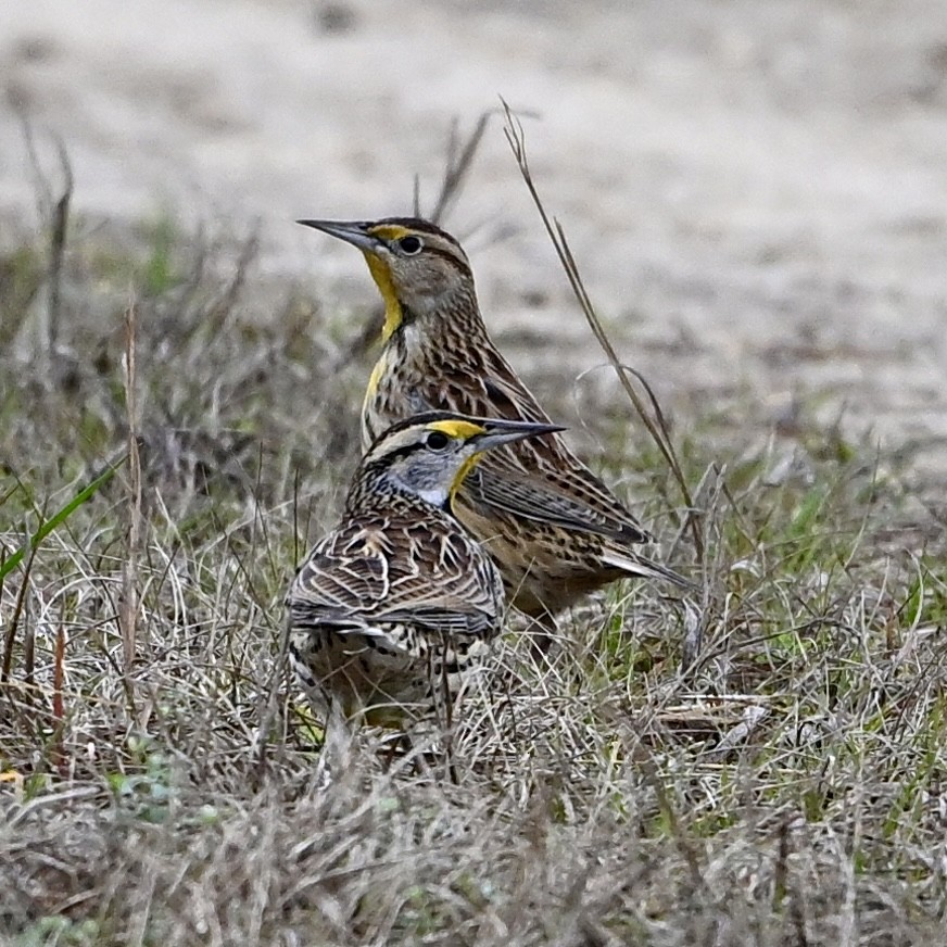 Eastern Meadowlark - ML646594324
