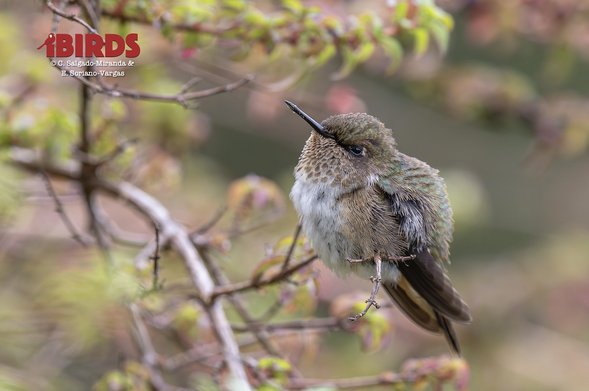 バラエリフトオハチドリ - ML646594327