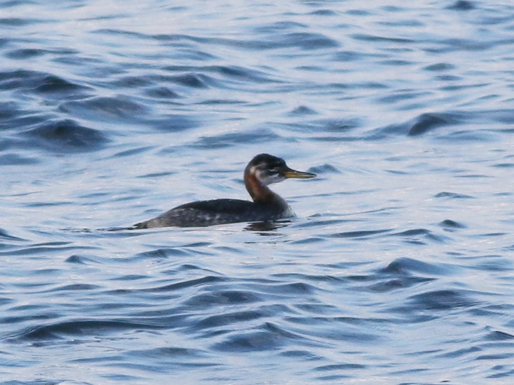 Red-necked Grebe - ML646594329