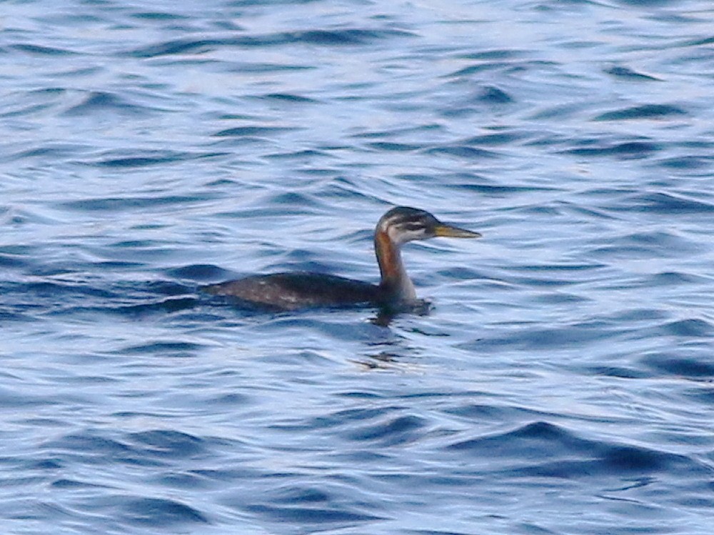 Red-necked Grebe - ML646594330
