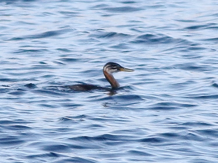 Red-necked Grebe - ML646594331