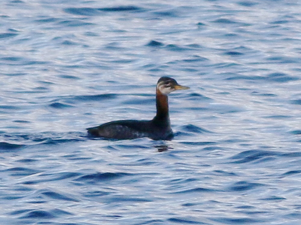 Red-necked Grebe - ML646594332