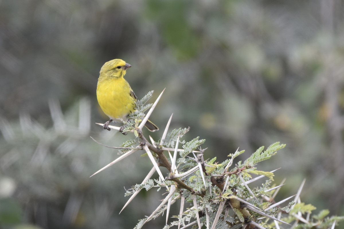 White-bellied Canary - ML646594333