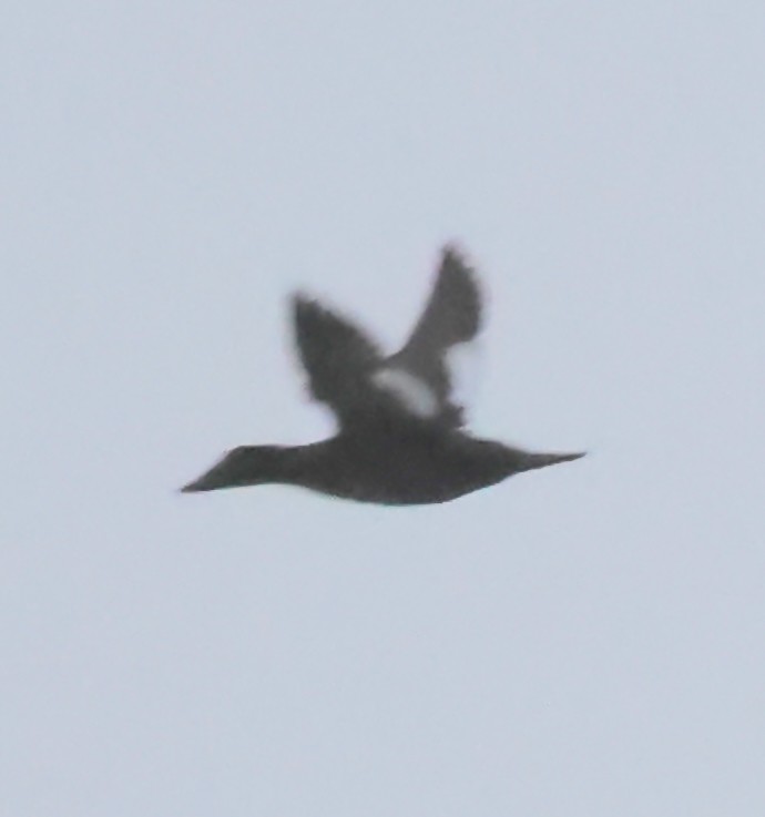 White-winged Scoter - ML646594336