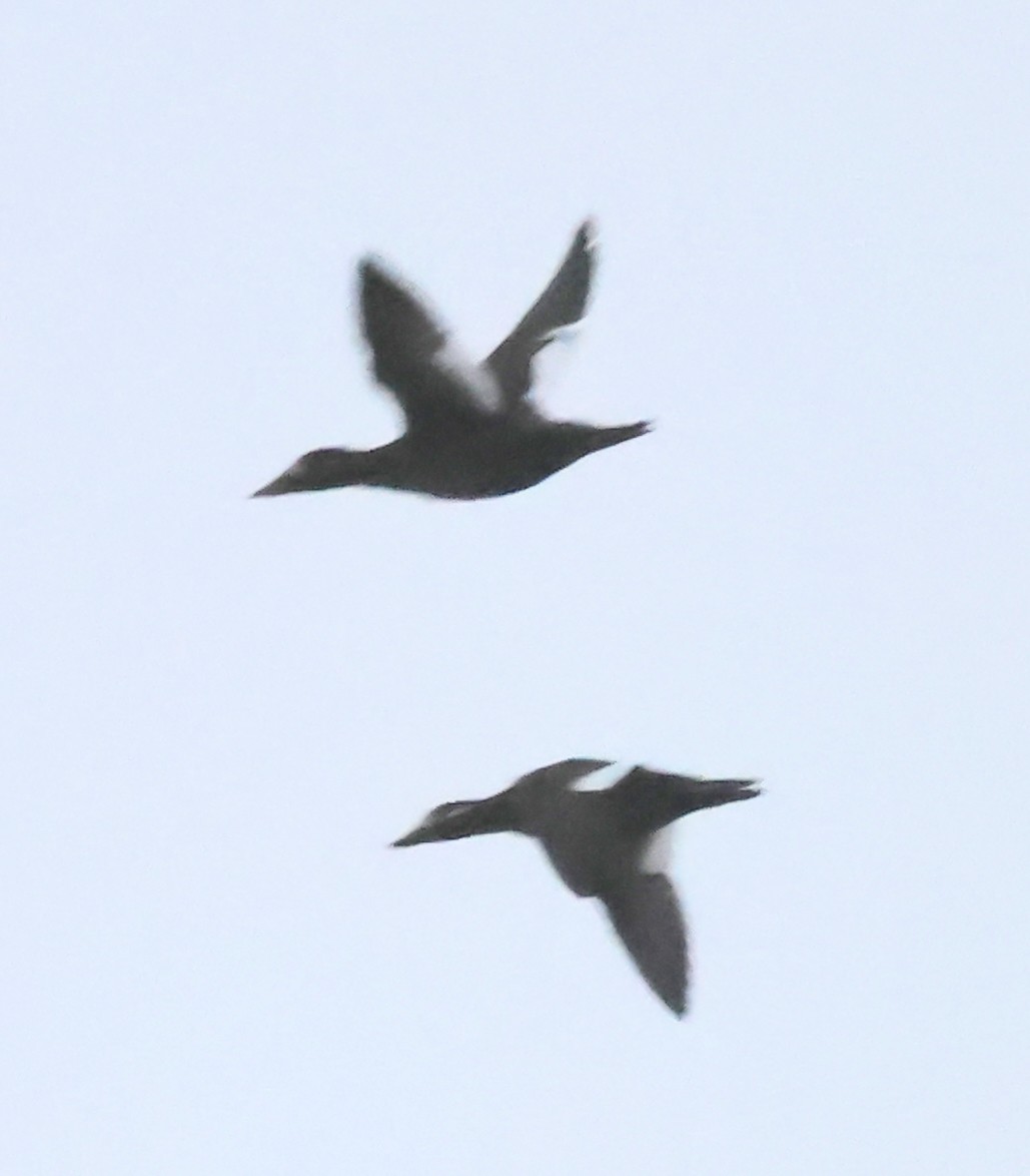 White-winged Scoter - ML646594338