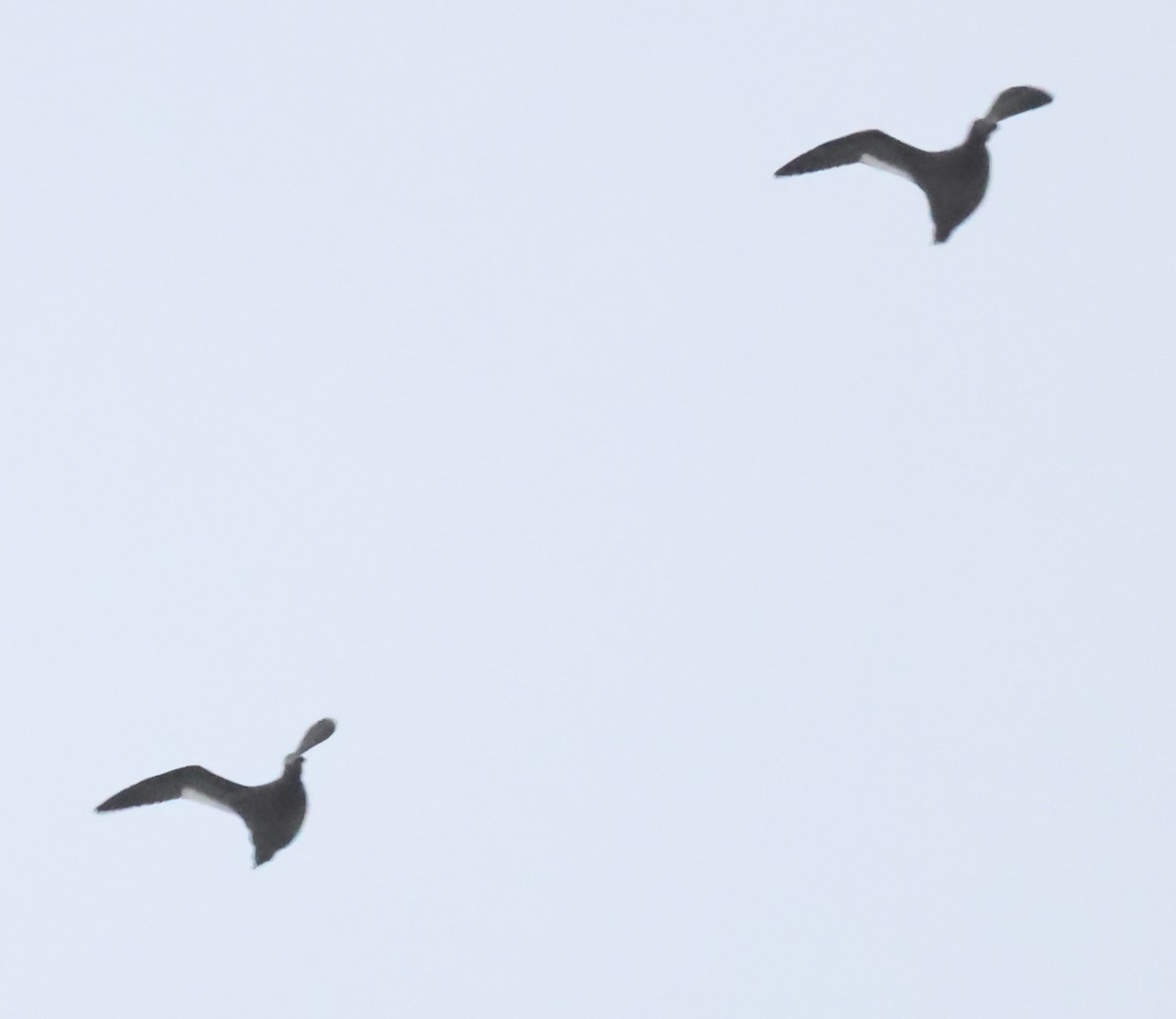 White-winged Scoter - ML646594340