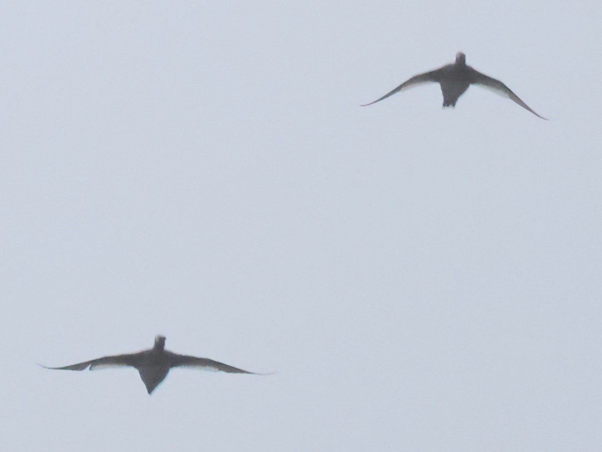 White-winged Scoter - ML646594341