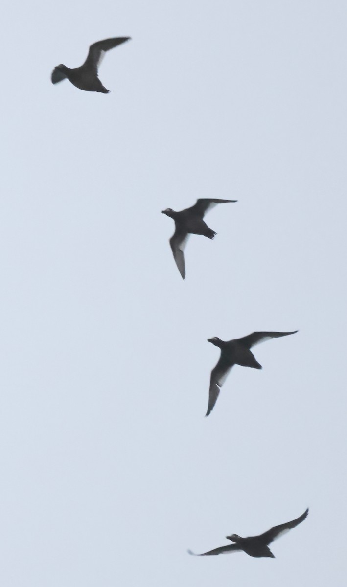 White-winged Scoter - ML646594342
