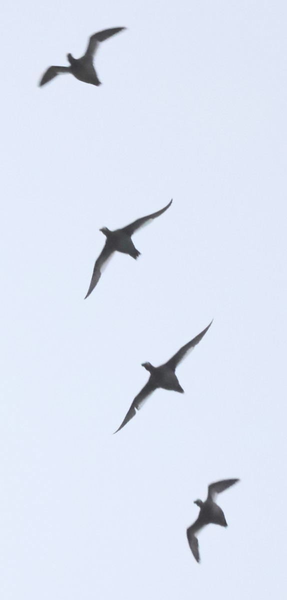 White-winged Scoter - ML646594343