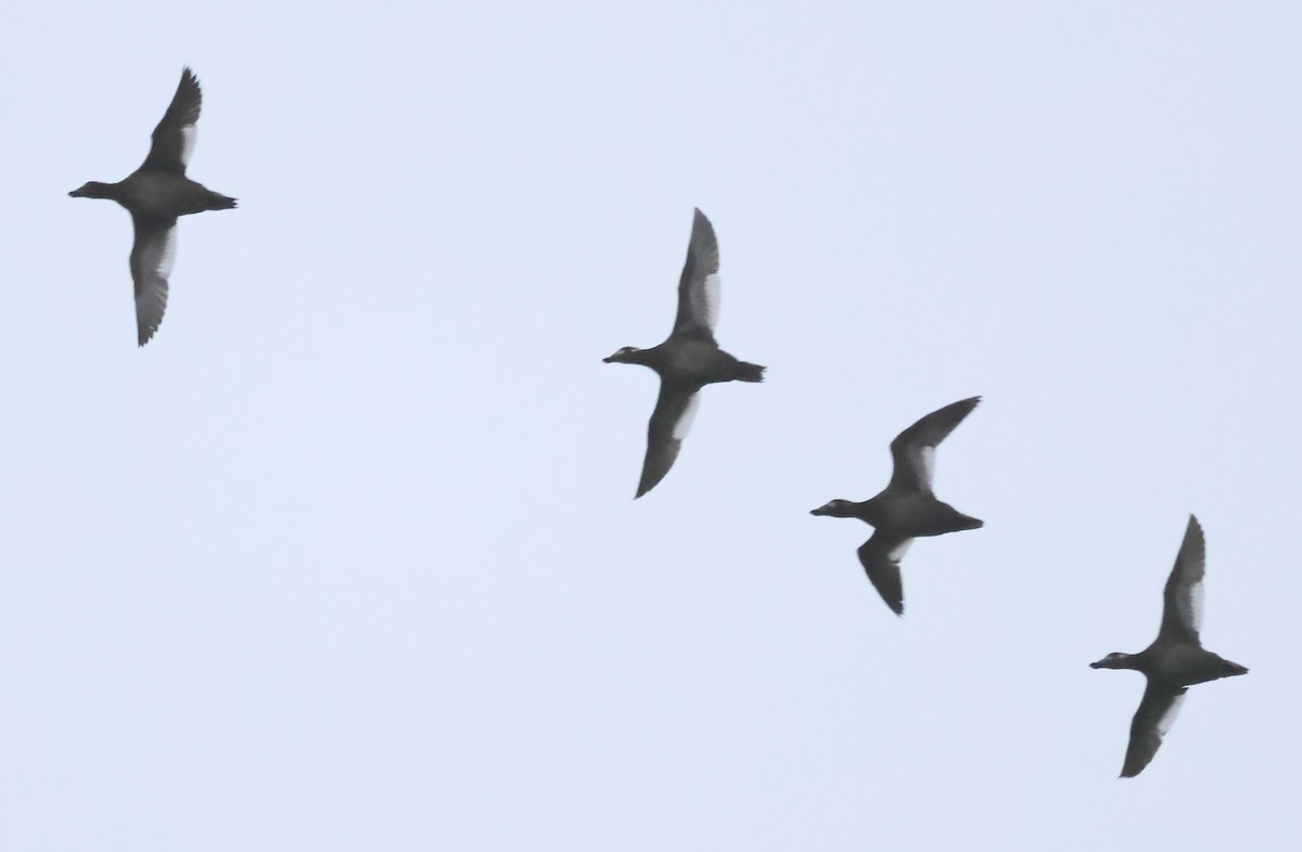 White-winged Scoter - ML646594344