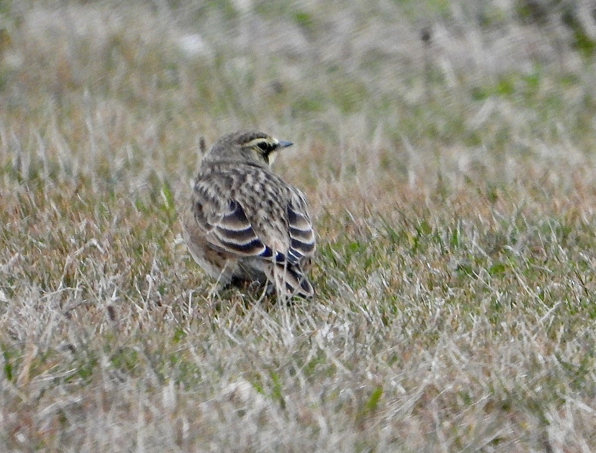 Kulaklı Toygar - ML646594345