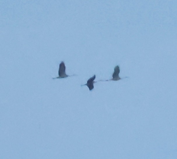 Sandhill Crane - ML646594350