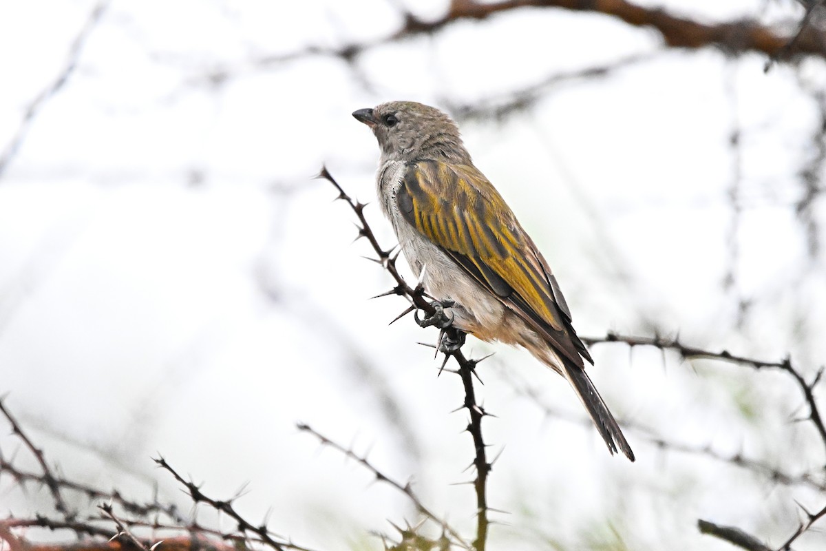 Lesser Honeyguide - ML646594351