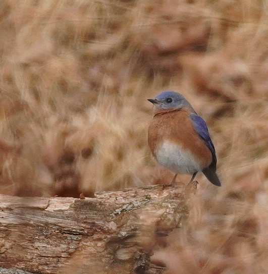 Azulejo Oriental - ML646594358