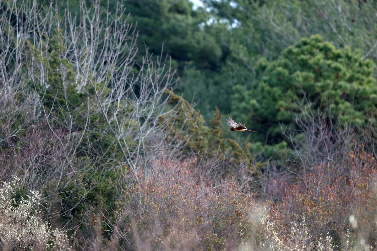 Американский лунь - ML646594359