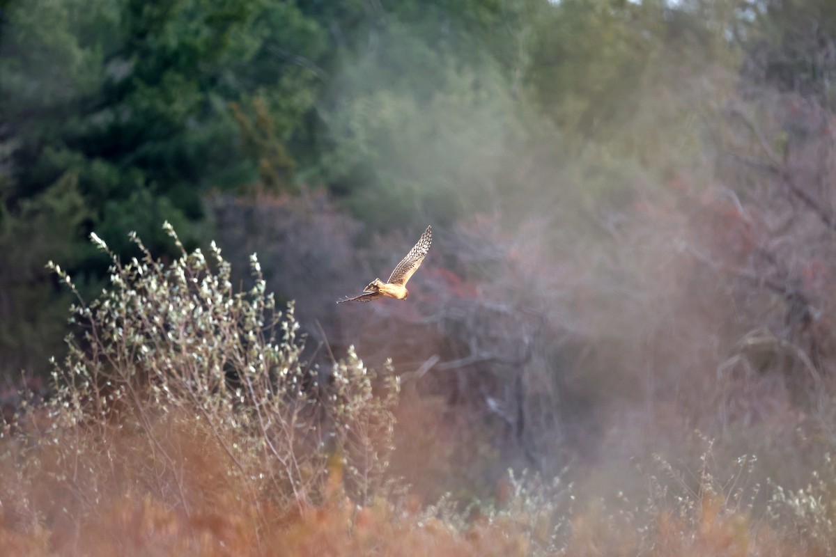 Американский лунь - ML646594360