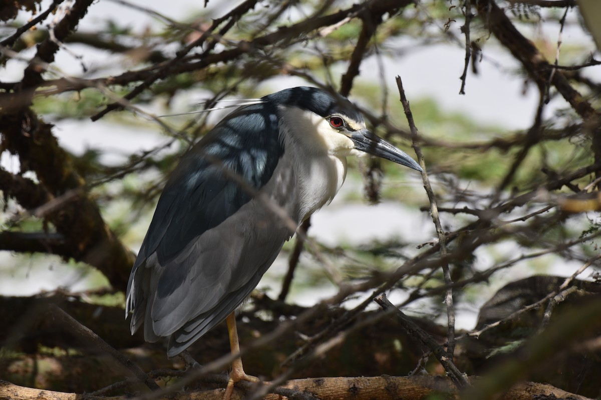 Black-crowned Night Heron - ML646594361