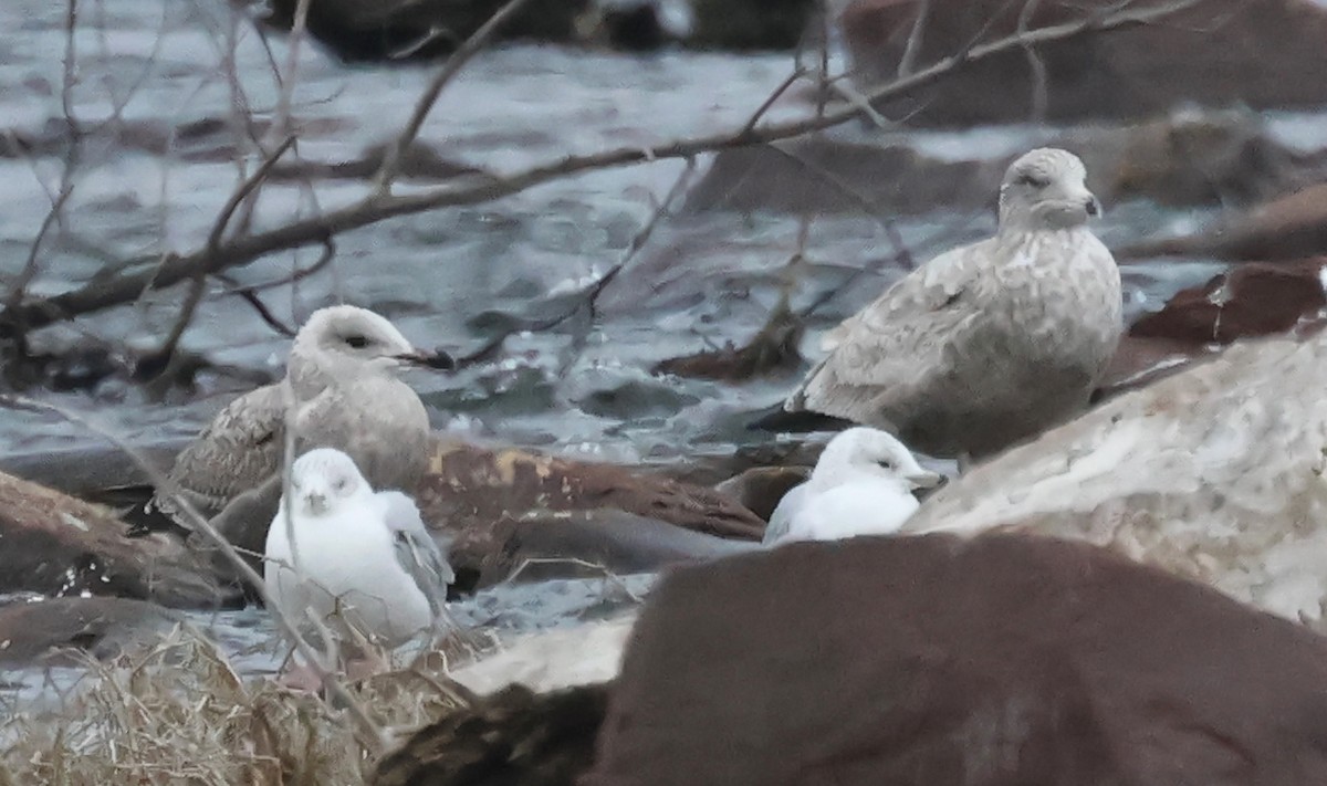 American Herring Gull - ML646594363