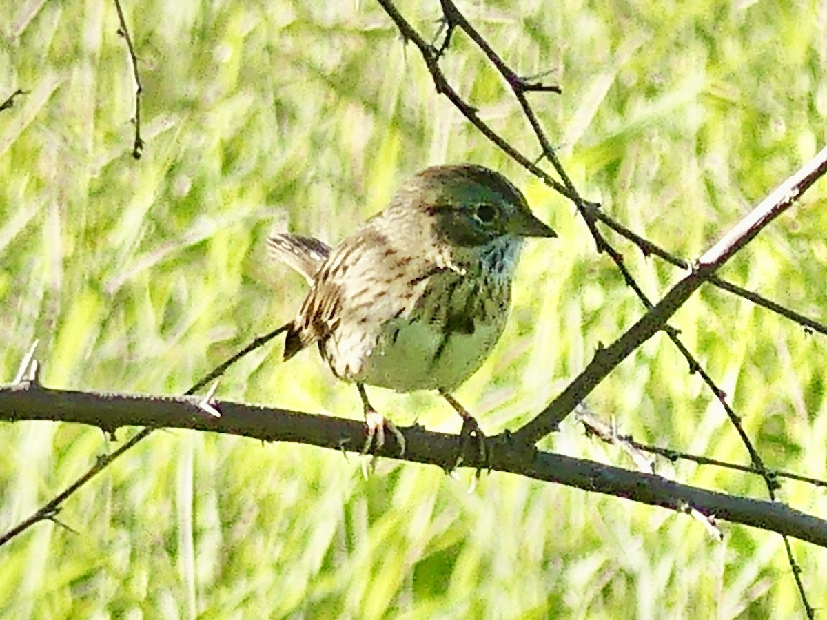 Lincoln's Sparrow - ML646594366