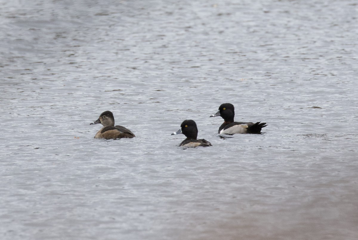 Ring-necked Duck - ML646594367
