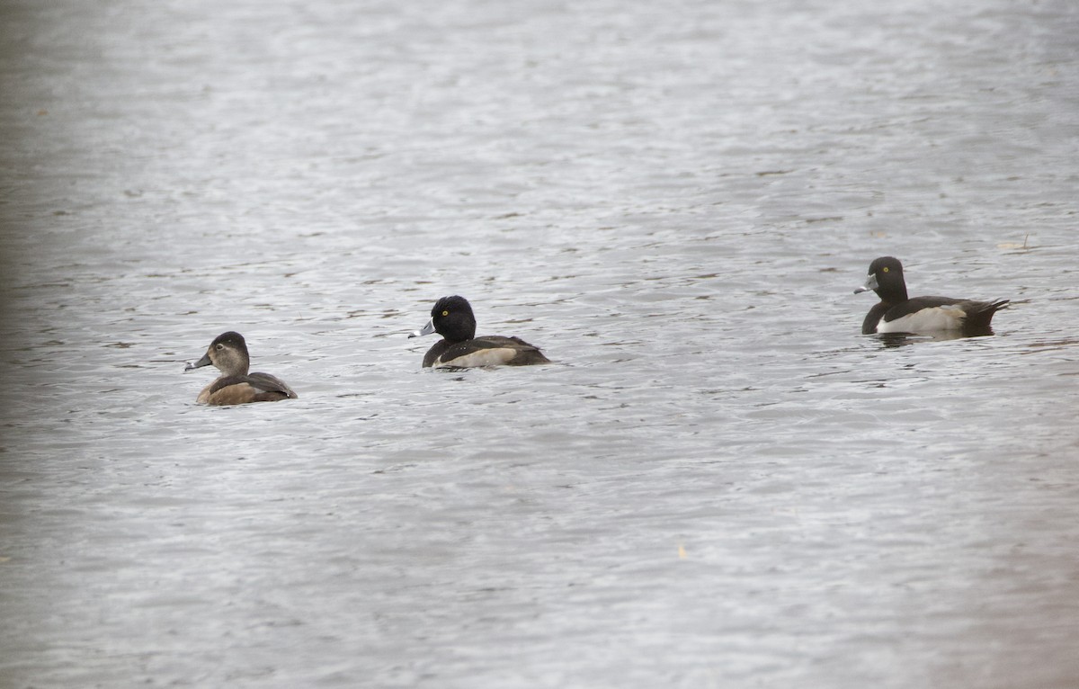 Ring-necked Duck - ML646594368