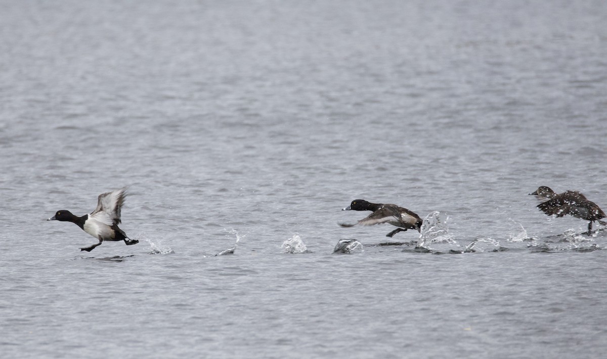 Ring-necked Duck - ML646594369