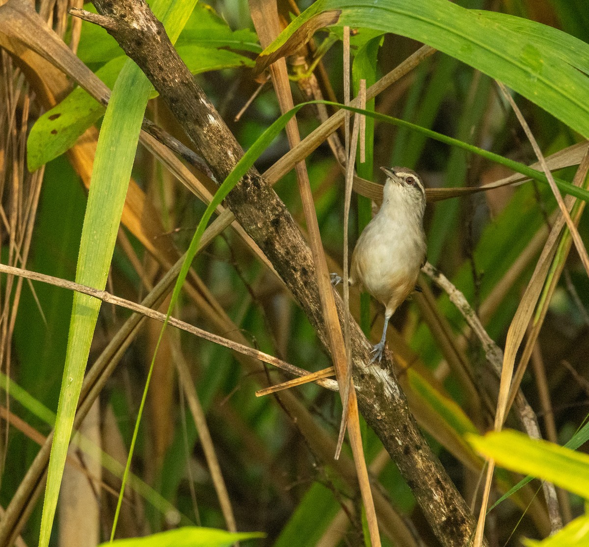 Isthmian Wren - ML646594372