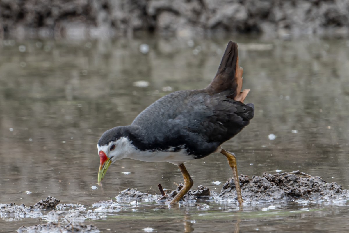 Белогрудый погоныш - ML646594373