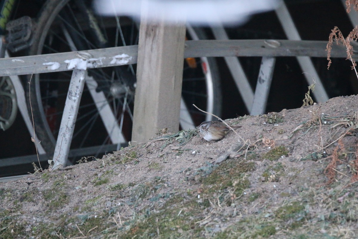 Bruant des marais - ML646594374