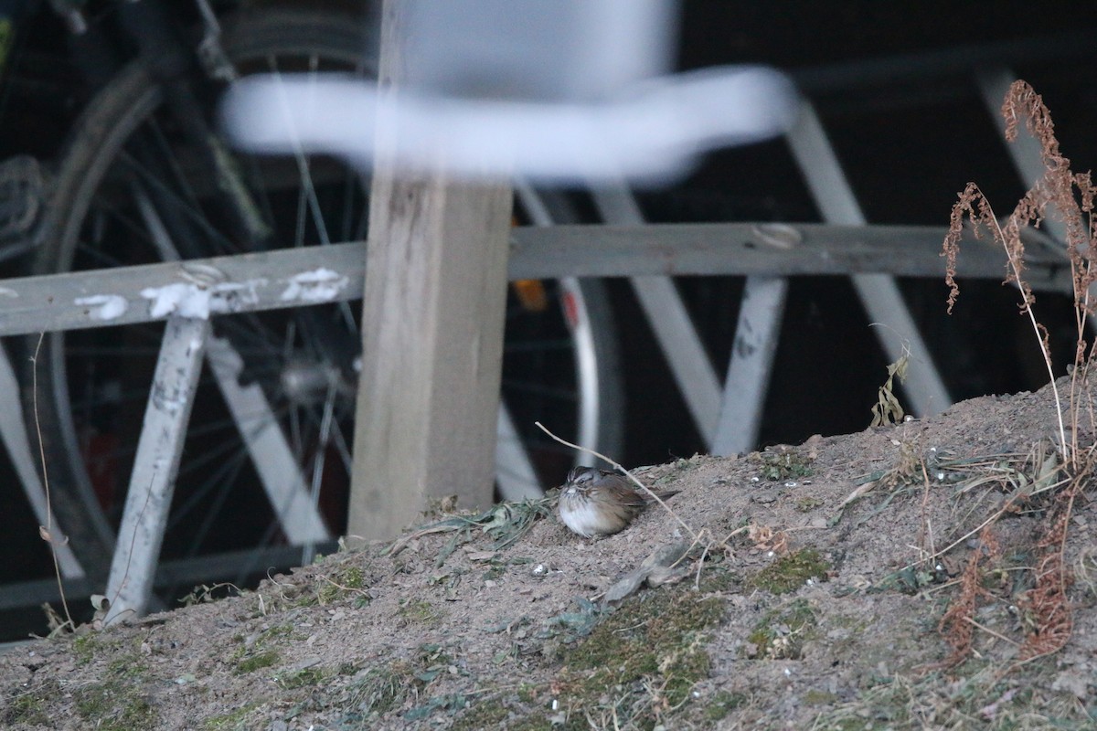 Bruant des marais - ML646594375