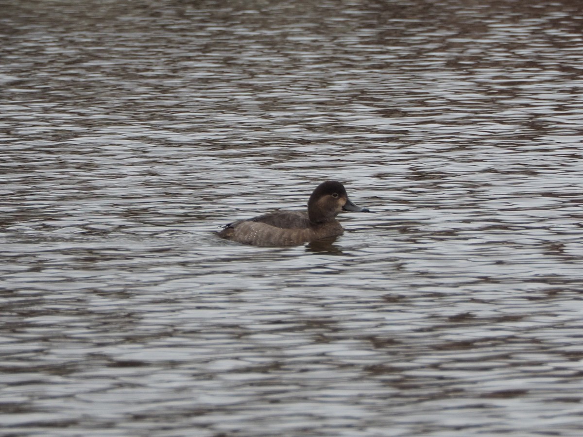 Попелюх американський - ML646594376