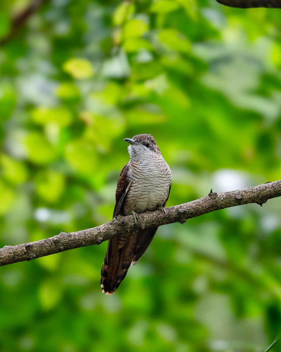 Banded Bay Cuckoo - ML646594377