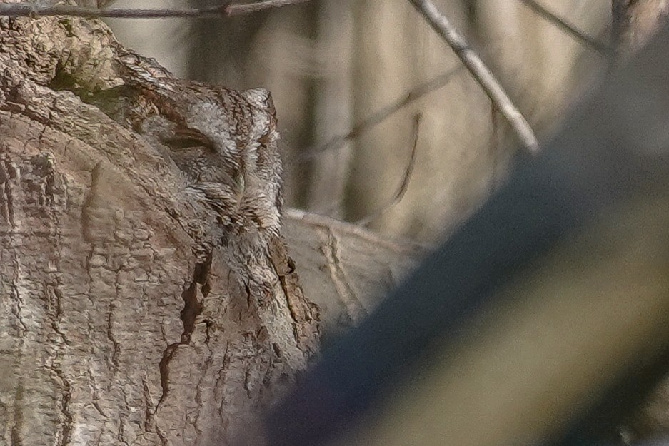 Eastern Screech-Owl - ML646594378