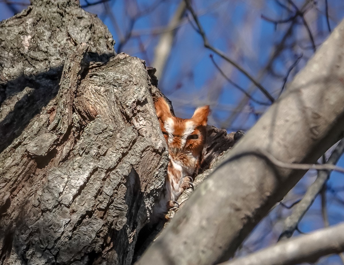 Eastern Screech-Owl - ML646594379