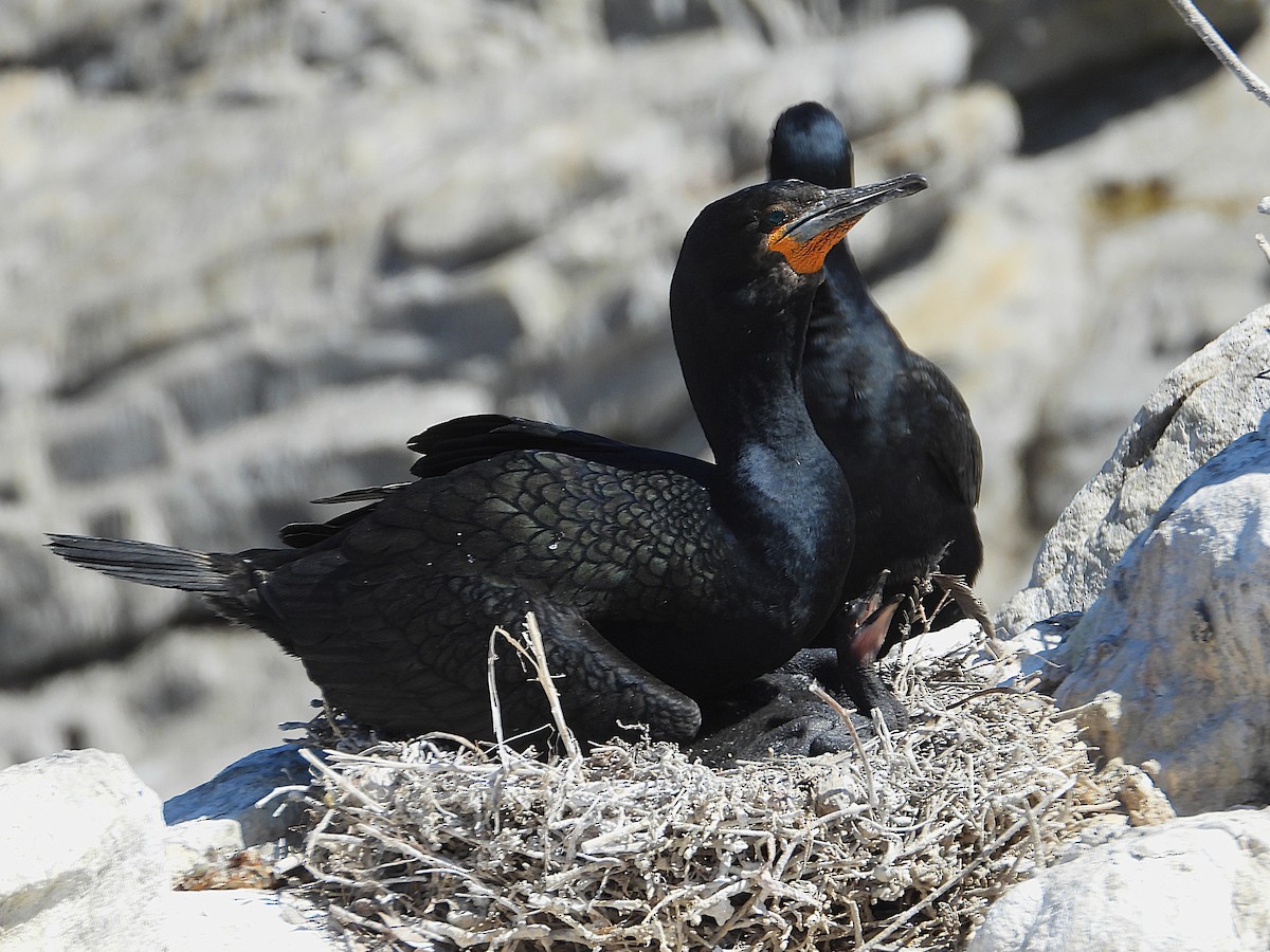 Kap Karabatağı - ML646594380