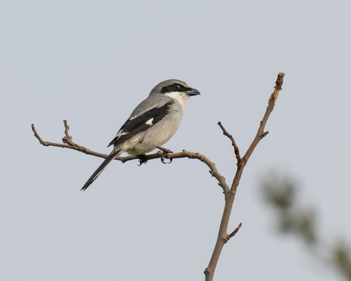 Loggerhead Shrike - ML646594381