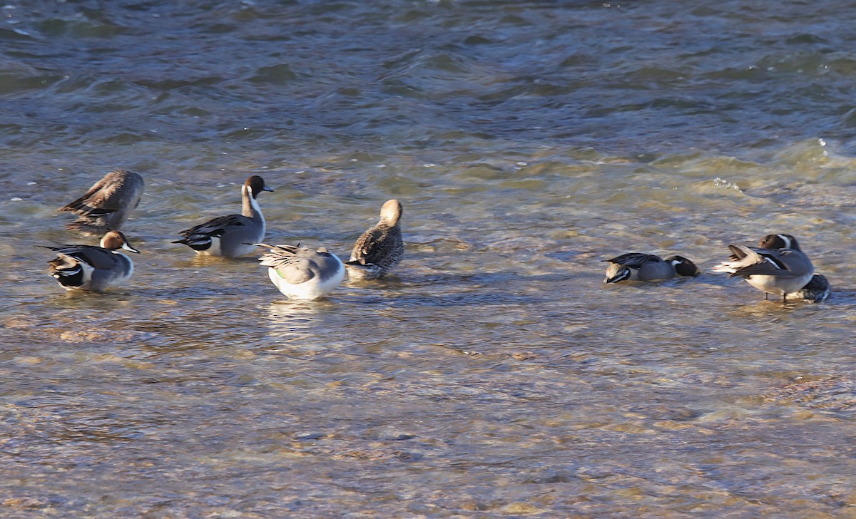 stjertand - ML646594382