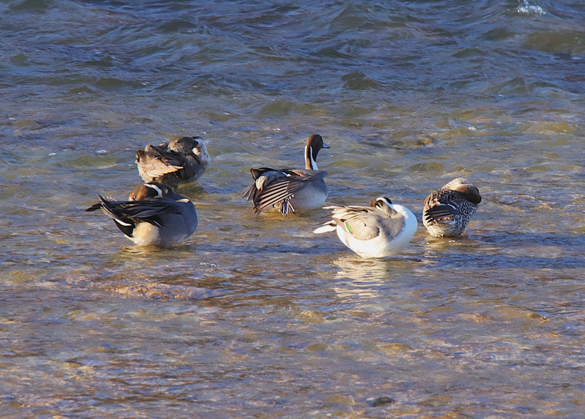 stjertand - ML646594390