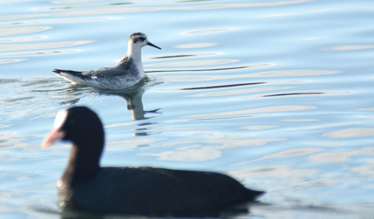 Red Phalarope - ML646594391